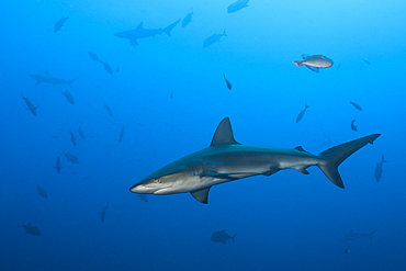 Galapagos Shark, Carcharhinus galapagensis, Socorro, Revillagigedo Islands, Mexico