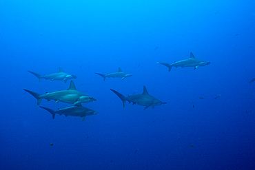 Scalloped Hammerhead Shark, Sphyrna lewini, Roca Partida, Revillagigedo Islands, Mexico