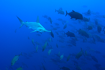 Scalloped Hammerhead Shark, Sphyrna lewini, Roca Partida, Revillagigedo Islands, Mexico