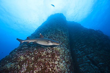 Whitetip Reef Shark, Triaenodon obesus, Roca Partida, Revillagigedo Islands, Mexico