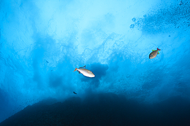 Redtail Triggerfish, Xanthichthys mento, Roca Partida, Revillagigedo Islands, Mexico