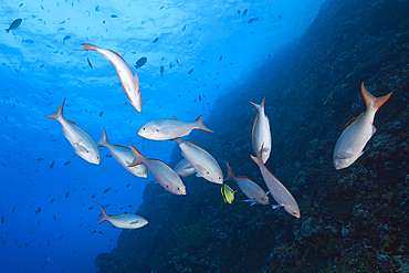 Pacific Creolefish, Paranthias colonus, Socorro, Revillagigedo Islands, Mexico