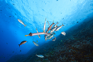 Trumpetfish and Pacific Creolefish, Aulostomus chinensis, Paranthias colonus, Socorro, Revillagigedo Islands, Mexico