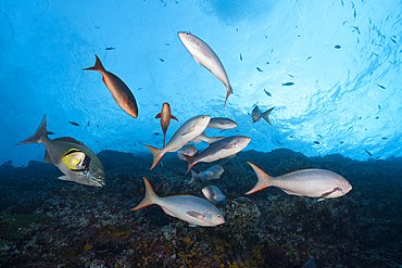 Pacific Creolefish, Paranthias colonus, Socorro, Revillagigedo Islands, Mexico