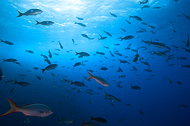 Pacific Creolefish, Paranthias colonus, Socorro, Revillagigedo Islands, Mexico