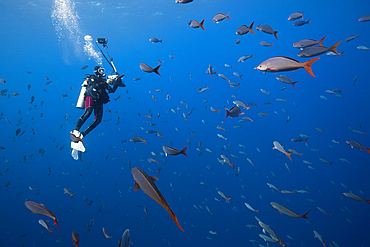 Scuba Diver and Pacific Creolefish, Paranthias colonus, Socorro, Revillagigedo Islands, Mexico