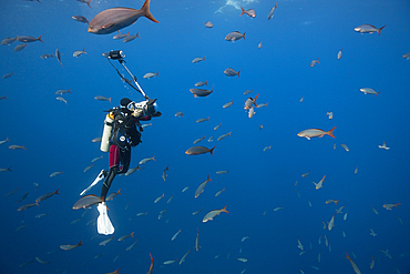 Scuba Diver and Pacific Creolefish, Paranthias colonus, Socorro, Revillagigedo Islands, Mexico