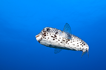 Common Porcupinefish, Diodon hystrix, Socorro, Revillagigedo Islands, Mexico