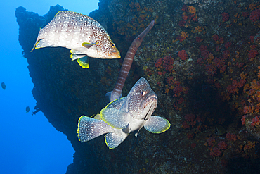 Leather Bass, Dermatolepis dermatolepis, Socorro, Revillagigedo Islands, Mexico