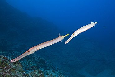 Trumpetfish, Aulostomus chinensis, Socorro, Revillagigedo Islands, Mexico