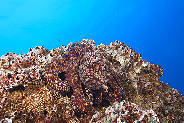 Common Octopus, Octopus vulgaris, Socorro, Revillagigedo Islands, Mexico