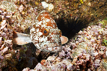 Starry Grouper, Epinephelus labriformis, Socorro, Revillagigedo Islands, Mexico