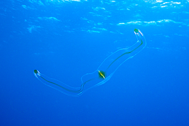 Venus Belt Comb Jellyfish, Cestum veneris, Socorro, Revillagigedo Islands, Mexico