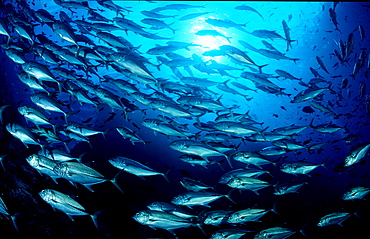 Bigeye trevally, Caranx sexfasciatus, Costa Rica, Pacific Ocean, Cocos Island, Latin america