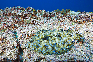 Pacific Leopard Flounder, Bothus leopardinus, San Benedicto, Revillagigedo Islands, Mexico