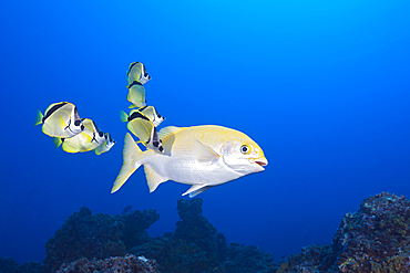 Barberfish cleaning Yellow Sea Chub, Johnrandallia nigrirostris, Kyphosus lutescens, San Benedicto, Revillagigedo Islands, Mexico