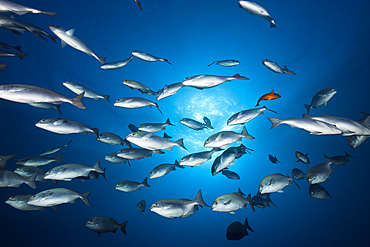 Shoal of Blue-bronze Sea Chub, Kyphosus analogus, San Benedicto, Revillagigedo Islands, Mexico