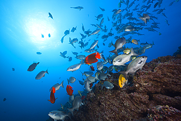 Shoal of Blue-bronze Sea Chub at Cleaning Station, Kyphosus analogus, San Benedicto, Revillagigedo Islands, Mexico