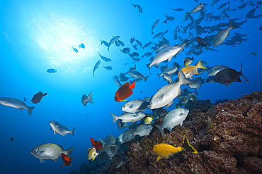 Shoal of Blue-bronze Sea Chub at Cleaning Station, Kyphosus analogus, San Benedicto, Revillagigedo Islands, Mexico