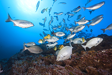 Shoal of Blue-bronze Sea Chub at Cleaning Station, Kyphosus analogus, San Benedicto, Revillagigedo Islands, Mexico