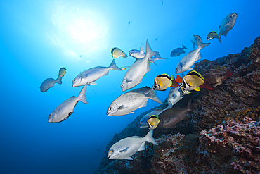 Shoal of Blue-bronze Sea Chub at Cleaning Station, Kyphosus analogus, San Benedicto, Revillagigedo Islands, Mexico