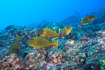 Redtail Triggerfish, Xanthichthys mento, Socorro, Revillagigedo Islands, Mexico