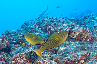 Redtail Triggerfish, Xanthichthys mento, Socorro, Revillagigedo Islands, Mexico