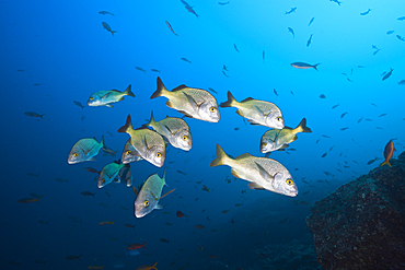 Shoal of Burrito Grunt, Anisotremus interruptus, Socorro, Revillagigedo Islands, Mexico