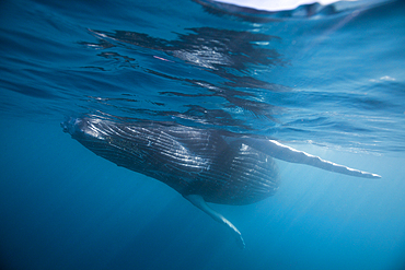 Humpback Whale, Megaptera novaeangliae, Socorro, Revillagigedo Islands, Mexico