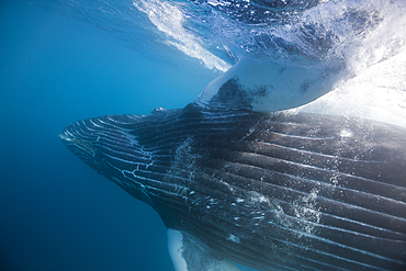 Humpback Whale, Megaptera novaeangliae, Socorro, Revillagigedo Islands, Mexico