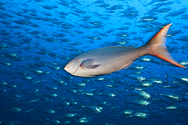 Pacific Creolefish, Paranthias colonus, Socorro, Revillagigedo Islands, Mexico