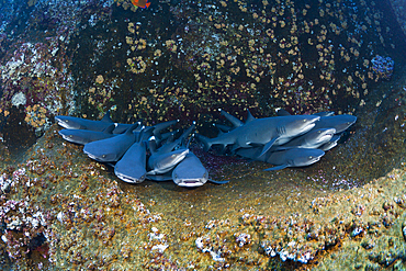 Whitetip Reef Shark resting in Cave, Triaenodon obesus, Roca Partida, Revillagigedo Islands, Mexico