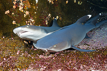 Whitetip Reef Shark resting in Cave, Triaenodon obesus, Roca Partida, Revillagigedo Islands, Mexico