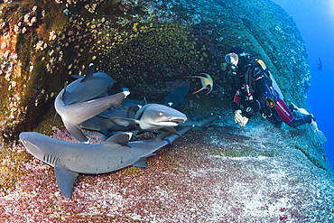 Whitetip Reef Shark resting in Cave, Triaenodon obesus, Roca Partida, Revillagigedo Islands, Mexico