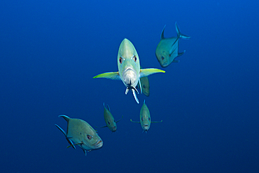 Black Trevally, Caranx lugubris, Socorro, Revillagigedo Islands, Mexico