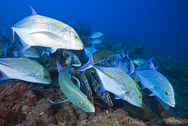 Bluefin Trevally, Caranx melampygus, Socorro, Revillagigedo Islands, Mexico