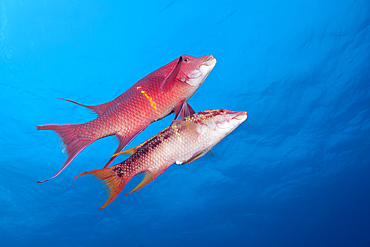 Mexican Hogfish, Bodianus diplotaenia, Socorro, Revillagigedo Islands, Mexico