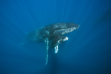 Humpback Whale, Mother and Calf, Megaptera novaeangliae, Socorro, Revillagigedo Islands, Mexico