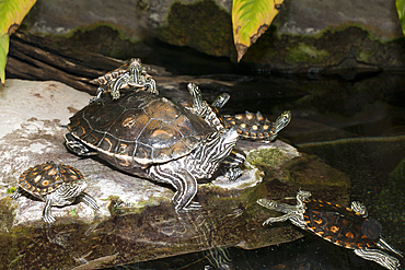 River Cooter, Pseudemys concinna floridana, Florida, USA