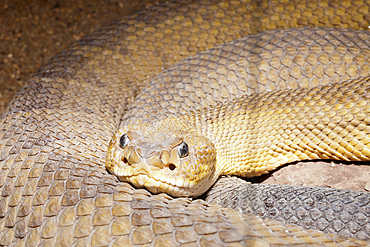 Diamondback Rattlesnake, Crotalus ruber, Baja California, Mexico