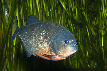 Red-bellied Piranha, Piranha vermelha, Brazil