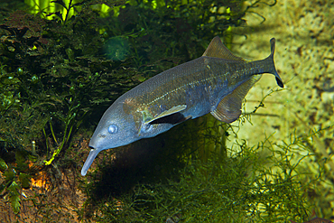 Elephantnose Fish, Gnathonemus petersii, Congo