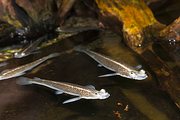 Four-eyed Fish, Anableps anableps, Brazil