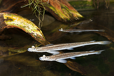 Four-eyed Fish, Anableps anableps, Brazil