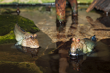 Mudskipper, Periophthalmus spec., Mozambique