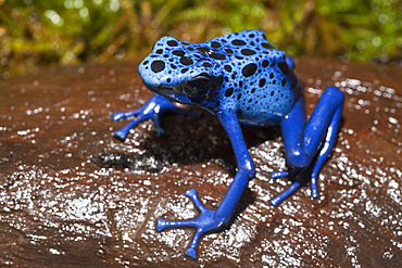 Blue Poison Dart Frog, Dendrobates tinctorius azureus, Suriname