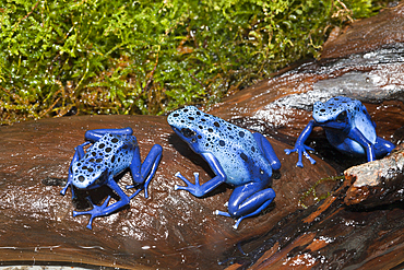 Blue Poison Dart Frog, Dendrobates tinctorius azureus, Suriname