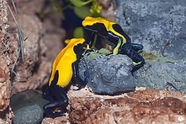 Dyeing Poison Dart Frog, Dendrobates tinctorius, Brazil