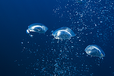 Air Bubbles in Ocean, Guadalupe Island, Mexico