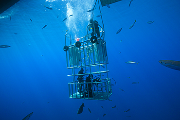 Great White Shark Cage Diving, Guadalupe Island, Mexico